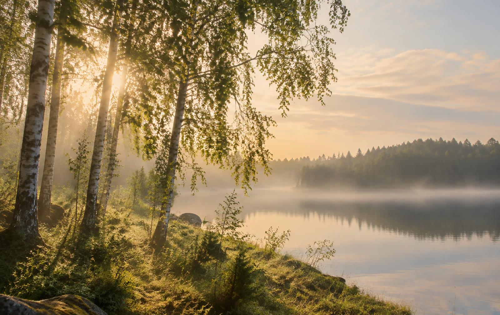 Aamun valo koivujen läpi järven rannalla